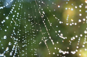 Cobwebs and dewdrops